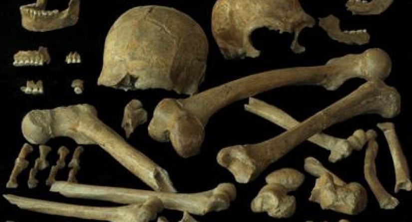 Teile der 1886 gefundenen Neandertaler-Skelette Spy 1 und 2.