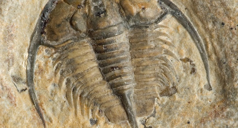 Gerospina schachti : Ce trilobite est relativement petit (38 mm de long).