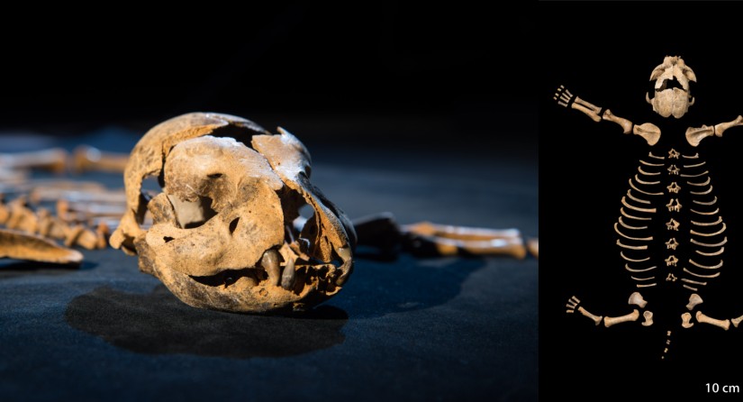 Skelet van een hyenawelpje (samengesteld uit botten van verschillende individuen) uit de Marie-Jeannegrot