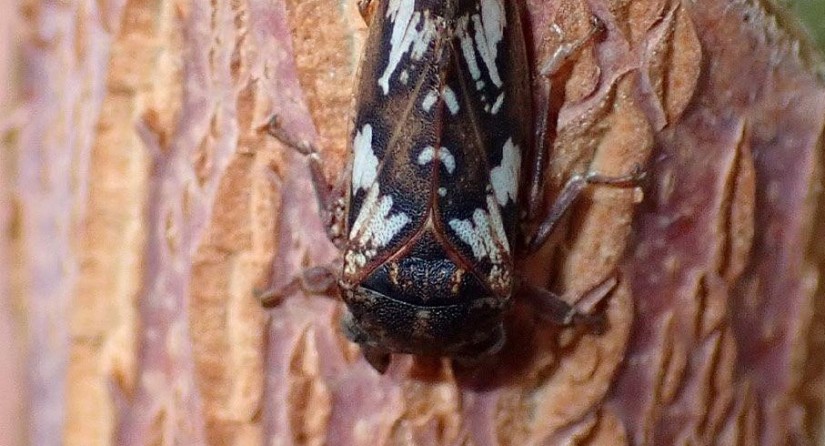 Cornutipo chillagoensis, une nouvelle espèce de cicadelle, à trois 'cornes'.