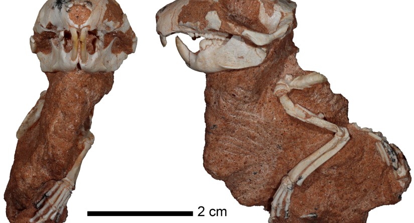 Fossielen van twee primitieve zoogdieren uit het Boven-Krijt