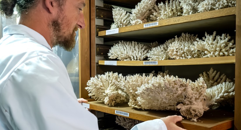 A drawer with a collection of corals.