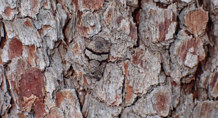 De cicade Kamabrachys signata op de stam van een eucalyptusboom.