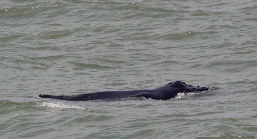 Humpback whale, Knokke-Heist, 3 June 2022