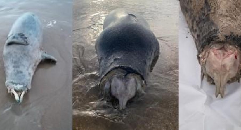 Some of the seals with typical circular neck/head trauma (left: Ostend, 6 April; middle: Oostduinkerke, 20 March; right: Lombardsijde, 12 April).