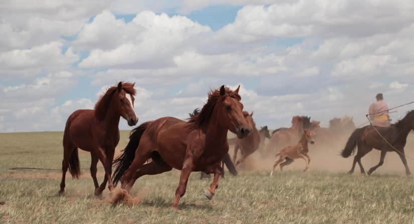 Horse herd in the steppes of Inner Mongolia, China, July 2019.