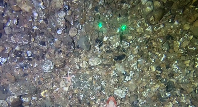 Voorbeeld van een dens grindbed met stenen die gekoloniseerd zijn door kokerwormen. Ook verschillende zeesterren (Asterias rubens), wulken (Buccinum undatum) en een Engelse poon (Chelidonichthys cuculus) zijn te zien. (Beeld: KBIN)