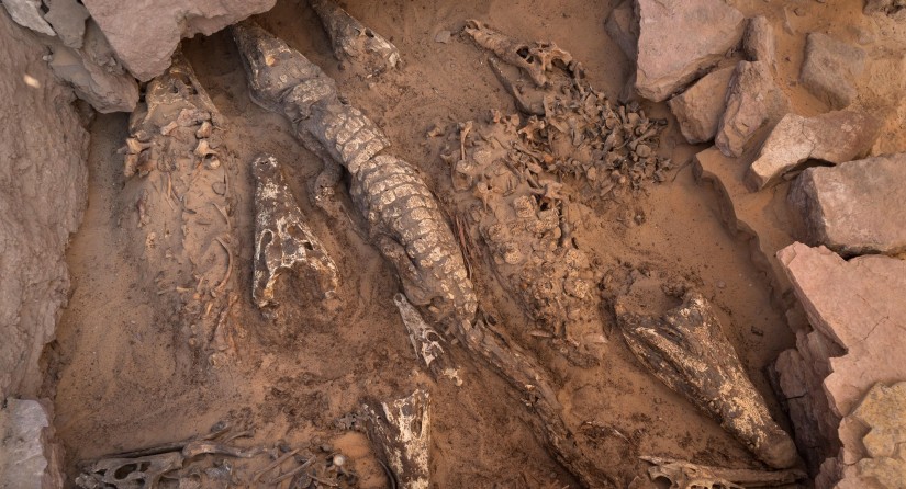 Ten crocodile mummies in an undisturbed tomb in Qubbat al-Hawā, discovered in 2019.