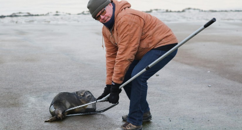 The capture of a sick seal (D2904) on a slipway in Nieuwpoort by a volunteer in cooperation with the local fire brigade