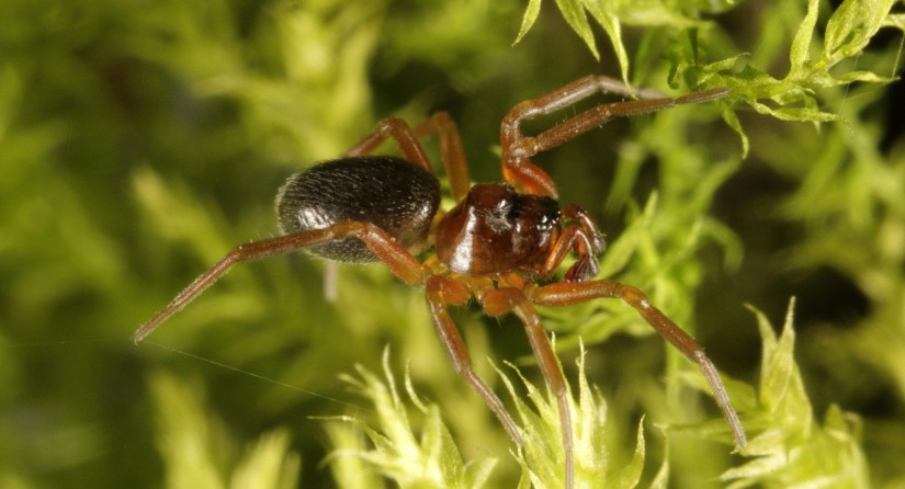 Araignée O. gibbosus brune mâle, celu-ci est bossu avec une structure de tête complexe, des glandes et des poils sensoriels : c'est un « mâle super viril ».