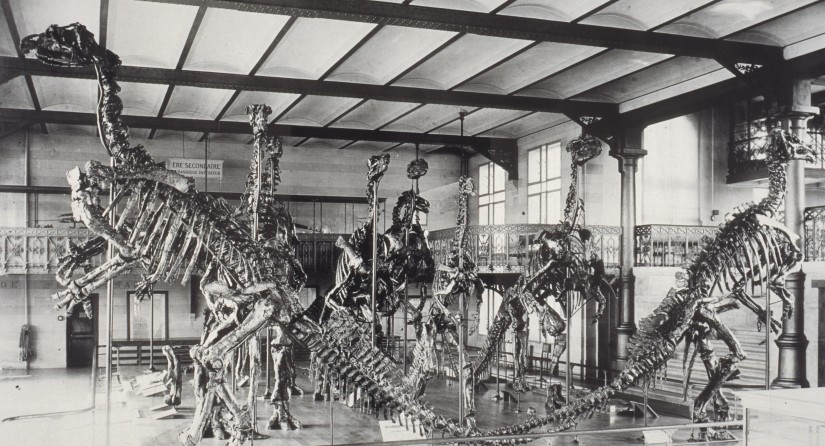 1905: Die Iguanodons werden ohne Glaskäfig ausgestellt.