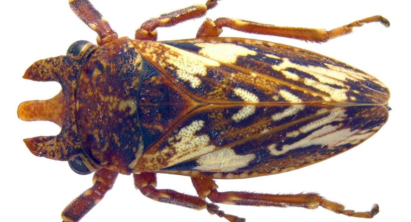 Cornutipo chillagoensis, een nieuwe soort cicade met drie 'horens'.