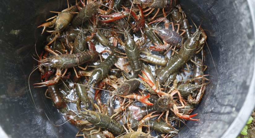 A population of Louisiana crayfish (Procambarus clarkii) is managed for eradication in a pond in Grez-Doiceau by intensive trapping and draining the pond for at least 2 years.
