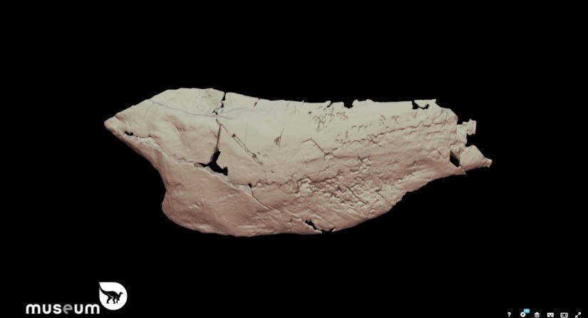 Scan of the fossil shark mandible.