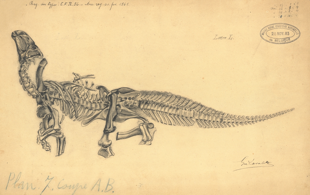 Nog een Iguanodon bernissartensis "Lettre L". Tekening: Gustave Lavalette (1883).