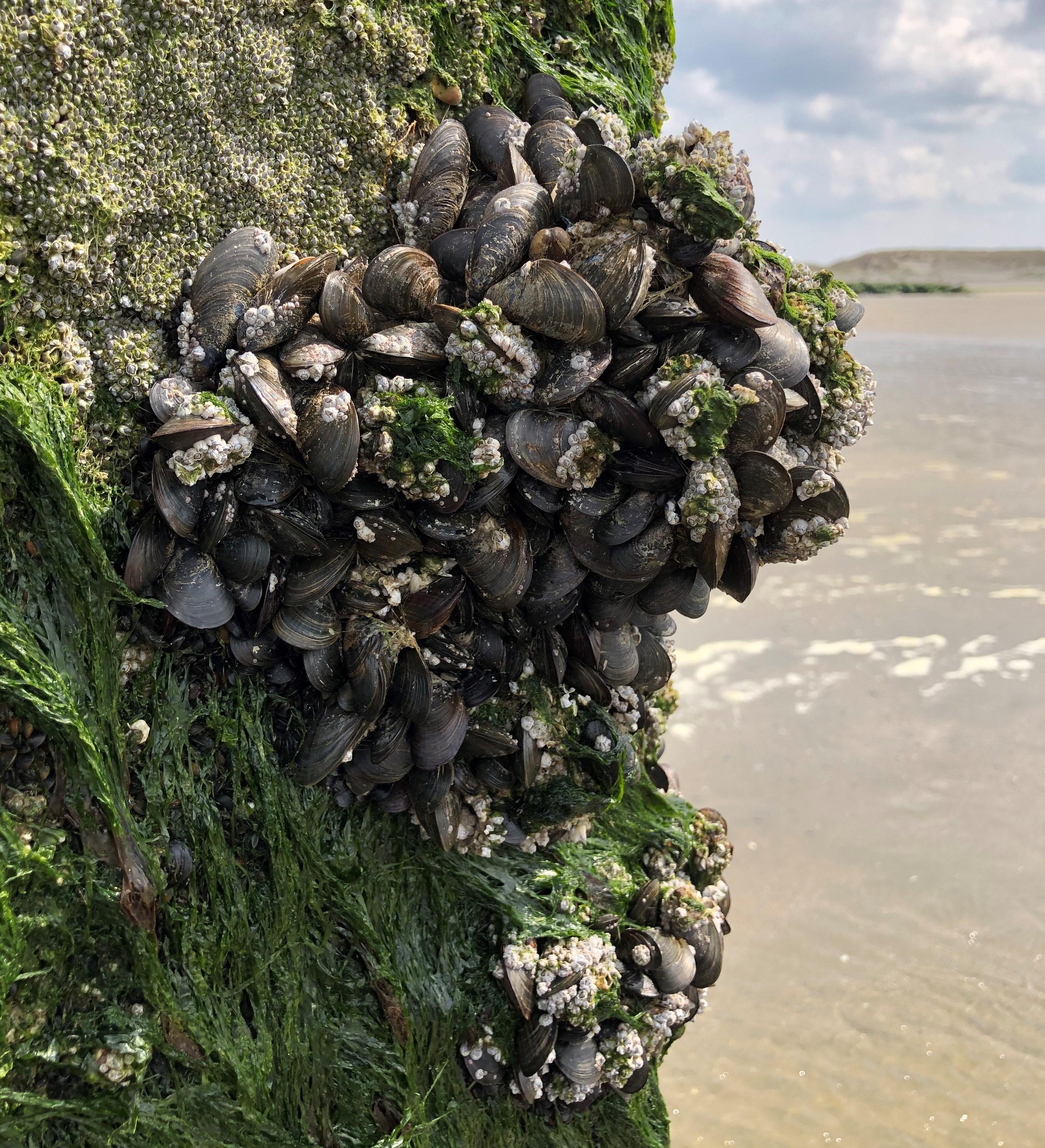 Mussels in their natural habitat at the coast.