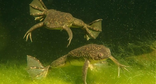 African clawed frog (Xenopus laevis) (