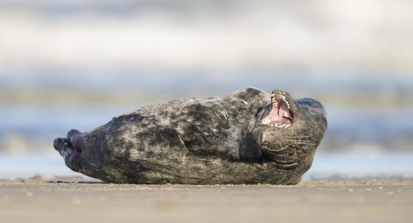 Young Grey seal, Nieuwpoort, 17 January 2022