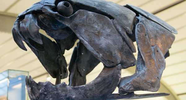 Ce Dunkleosteus fait partie des plus grands placodermes ayant vécu dans nos océans. Taille réelle du crâne : environ 110 cm de long sur 60 cm de haut et de large.