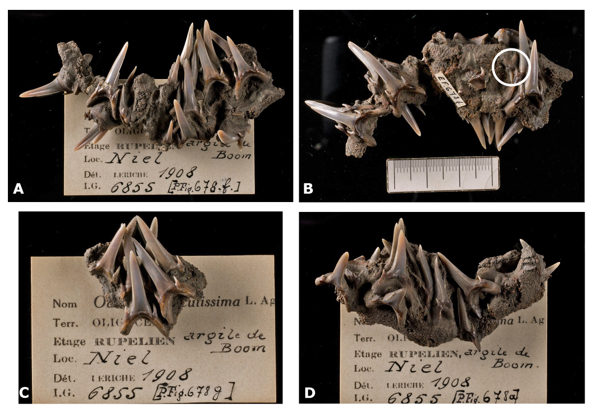 Set van tanden van een uitgestorven zandtijgerhaai uit de collectie van het Instituut voor Natuurwetenschappen. Tanden van dezelfde soort werden ook in Schelle gevonden.