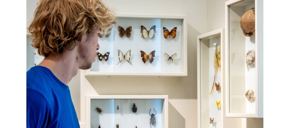 Animation : insectes et autres arthropodes | Institut des Sciences ...