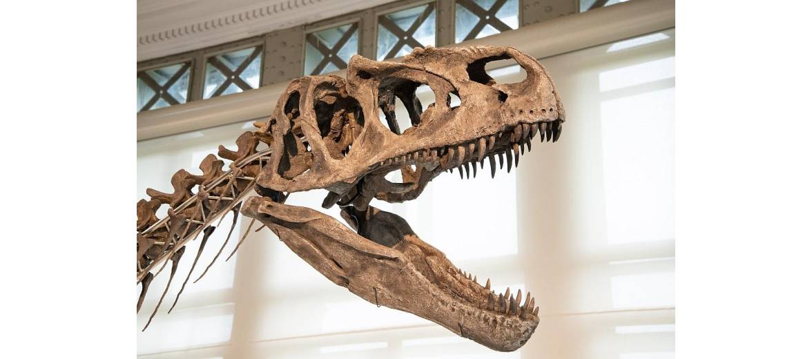 Arkhane, a new species of dinosaur | Institute of Natural Sciences