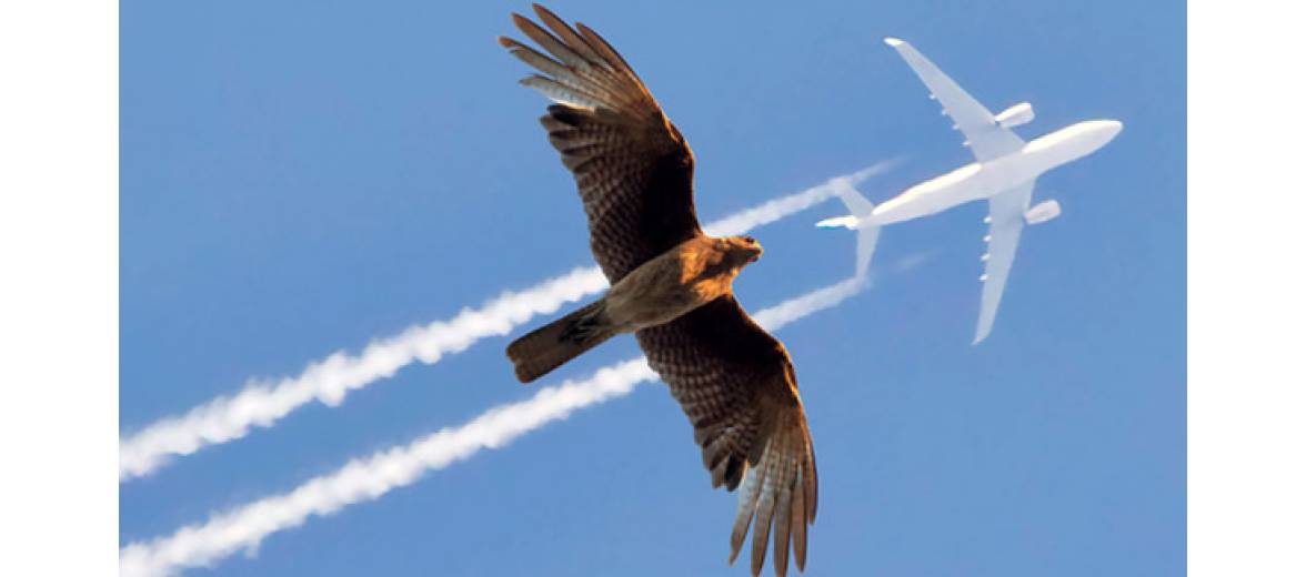 Flight Science Nature Flight | Institut des Sciences naturelles
