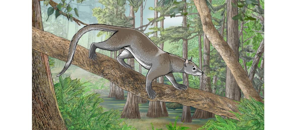 The Origin of Modern Mammals | Institute of Natural Sciences
