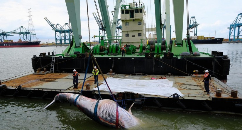 Het kraanschip Bravo tilt het kadaver van de Gewone Vinvis uit het water in de Antwerpse haven.
