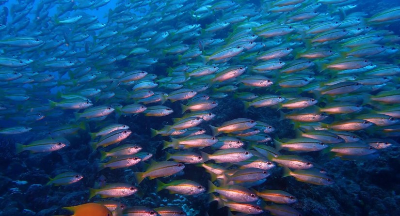 Tropical marine ecosystem