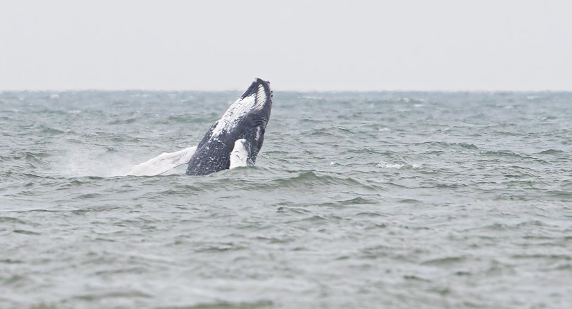 Baleine à bosse, Knokke-Heist, 3 juin 2022 (Image: Julien Hainaut)