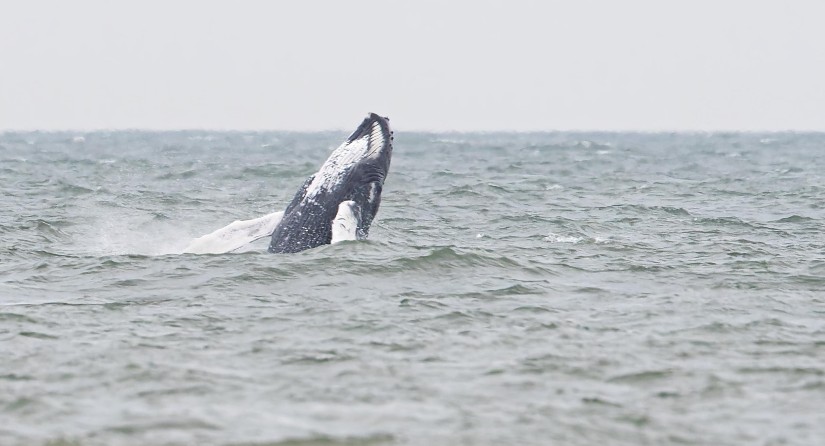 Bultrug, Knokke-Heist, 3 juni 2022 (Beeld: Julien Hainaut)