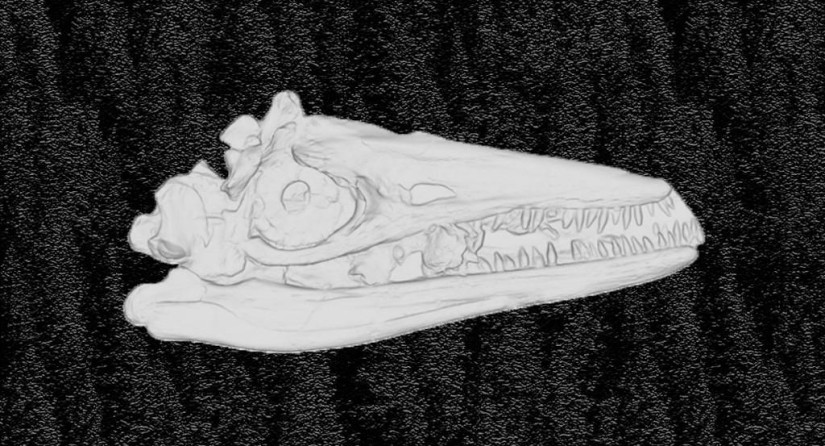 Crâne scanné de Temnodontosaurus