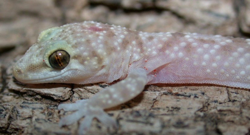 gecko européen sur un bout de bois