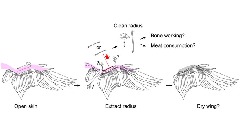 Mode de travail possible ayant conduit à l'accumulation des rayons de canard à Maisières-Canal et aux marques d'outils observées. (Photo : RBINS)