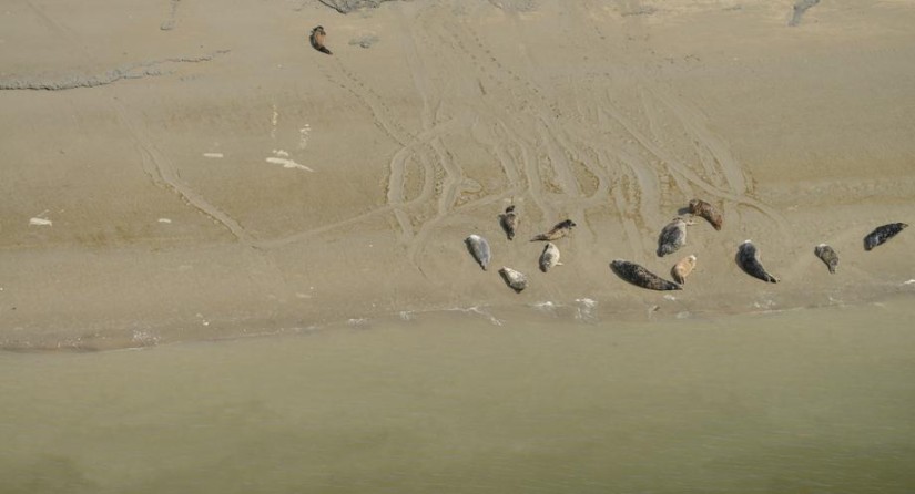 Seals on a sandbank along the Western Scheldt.