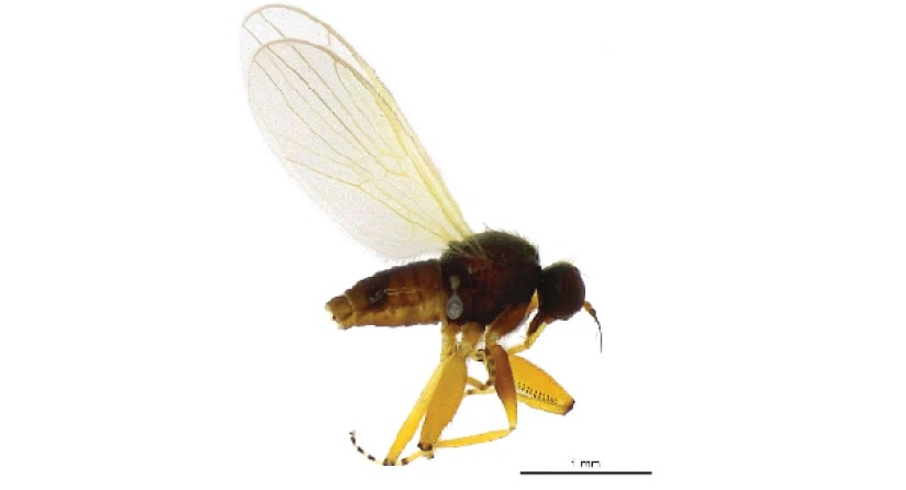 Image au microscope de la nouvelle espèce de mouche Platypalpus pictitarsoides, au corps noir et aux pattes jaunes, provenant du Jardin Massart. (Photo : iRSNB)