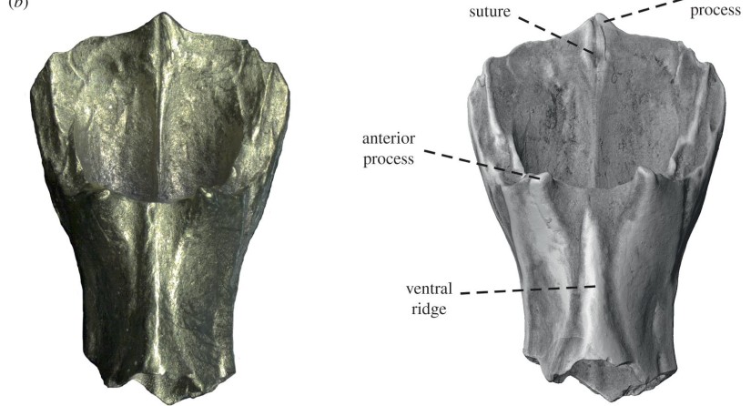 Dollogekko dormaalensis, the frontal bone (a) dorsal, (b) ventral, (c) right lateral, (d) left lateral and (e) anterior views © 2022 The Authors. Published by the Royal Society under the terms of the Creative Commons Attribution License.