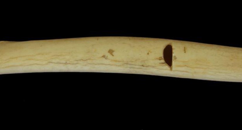 La musique paléolithique existait bel et bien même si ses mélodies sont perdues définitivement aujourd'hui. A Goyet, une petite flûte à un trou, réalisée dans l'os d'un grand oiseau en témoigne. (Photo: IRSNB)