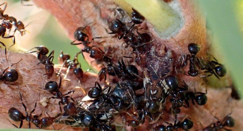 Les fourmis viennent récupérer le miellat produit par ces cicadelles