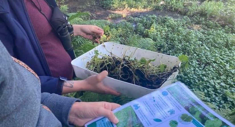 Identification exercise of Floating pennywort (Hydrocotyle ranunculoides)