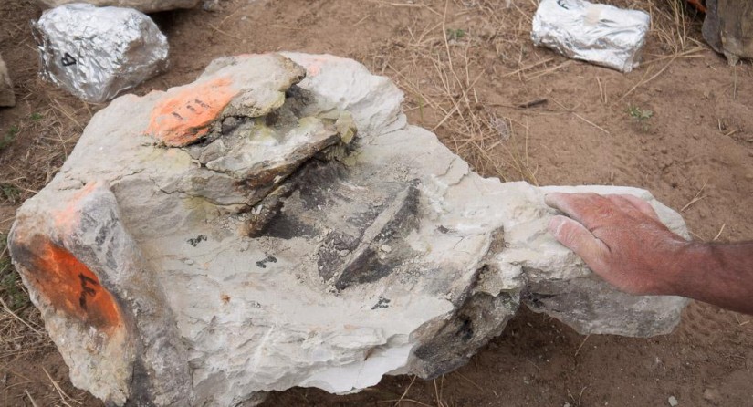 Vertebrae of Morris still half embedded in rock!