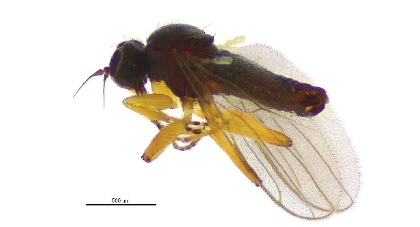 La nouvelle espèce de mouche Platypalpus massarti, au corps noir et aux pattes jaunes, nommée d'après le lieu de sa découverte : le Jardin Massart à Bruxelles. (Photo : IRSNB)