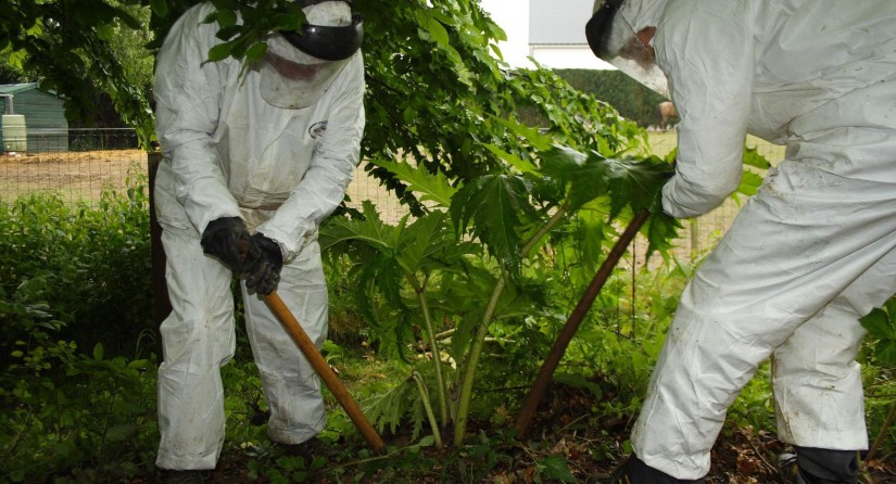 Manual management - cutting off at the root of Giant hogweed (Heracleum mantegazzianum)
