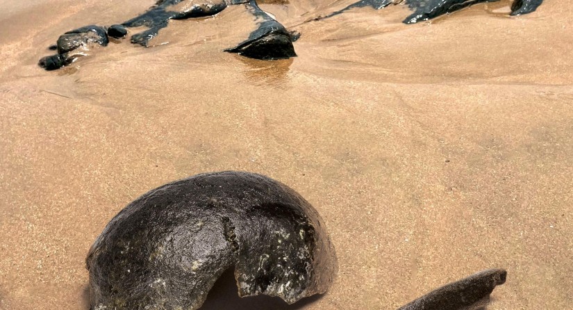 Human fossils found on the Dutch coast and dated from around 11,000 to 8,000 years ago. They originally came from Doggerland, a now submerged land under the North Sea, where European hunter-gatherers lived. (Photo: National Museum of Antiquities (RMO))