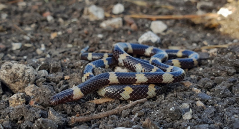 Micrelaps muelleri, een gifslang uit het Nabije Oosten, is lid van de nieuw beschreven familie Micrelapidae.