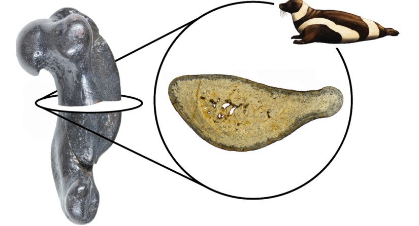 Marine mammals in the Paratethys Sea, which became hypersaline between 13.8 and 13.4 million years ago, developed heavier bones. The core of the bone has far fewer cavities compared to contemporaries from other seas and to current species.