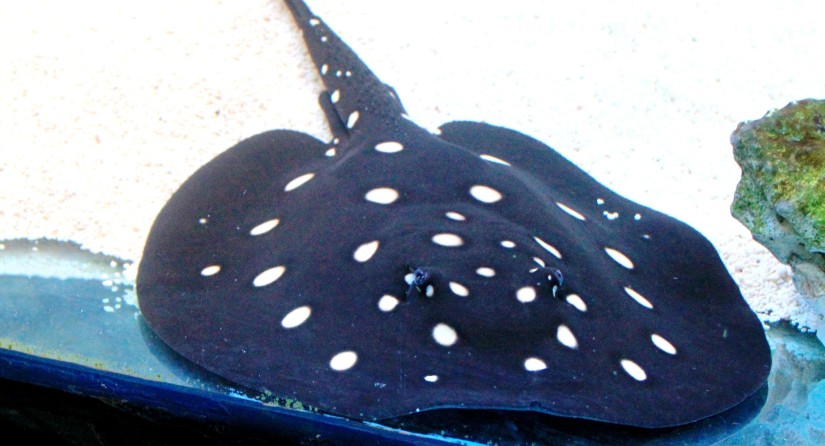 Potamotrygon leopoldi (Karelj, Wikimedia Commons)