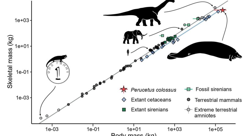 Gamme de masse corporelle totale et de masse squelettique chez les amniotes (mammifères et reptiles, y compris les oiseaux). (Photo : Giovanni Bianucci ; Eli Amson)