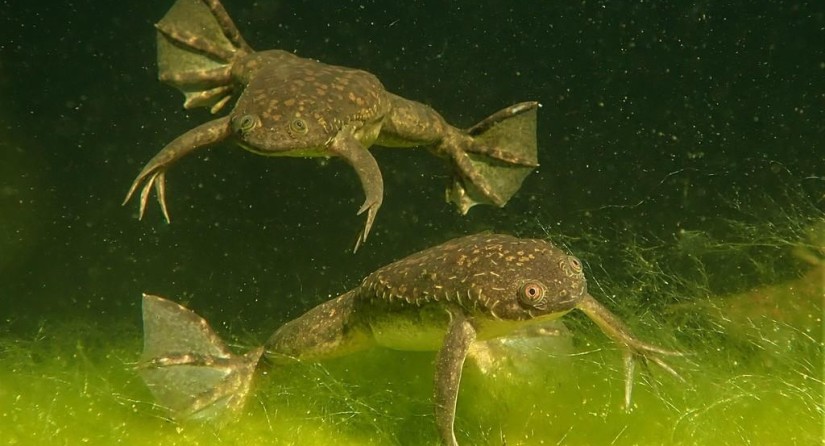 Xénope lisse (Xenopus laevis) (